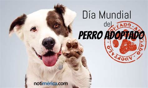 dia mundial del perro adoptado